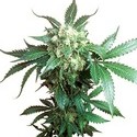 Black Domina (Sensi Seeds) regulær