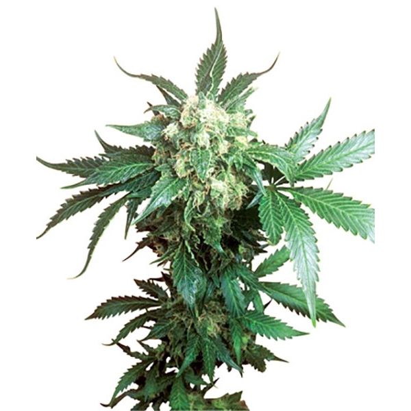 Black Domina (Sensi Seeds) regulær