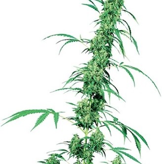 Fruity Juice (Sensi Seeds) regul&aelig;r