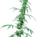 Fruity Juice (Sensi Seeds) regulær