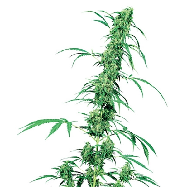 Fruity Juice (Sensi Seeds) regulær
