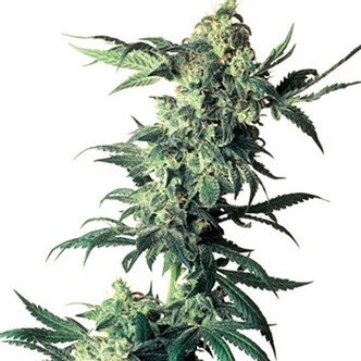 Northern Lights (Sensi Seeds) Regul&aelig;r