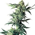 Northern Lights (Sensi Seeds) regulær