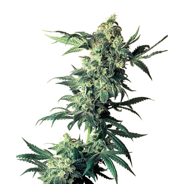 Northern Lights (Sensi Seeds) regulær