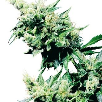Hash Plant (Sensi Seeds) regul&aelig;r