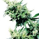 Hash Plant (Sensi Seeds) regulær