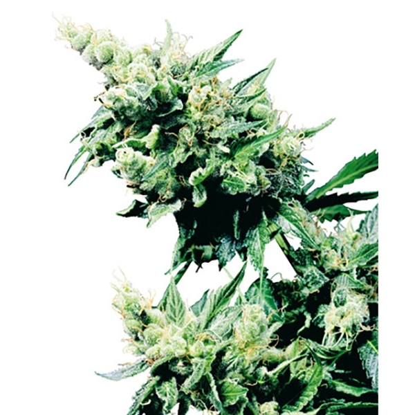 Hash Plant (Sensi Seeds) regulær