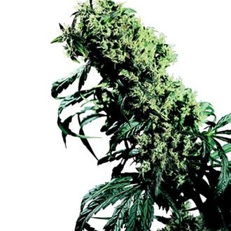 Northern Lights 5 x Haze (Sensi Seeds) regul&aelig;r