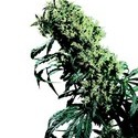 Northern Lights 5 x Haze (Sensi Seeds) regulær