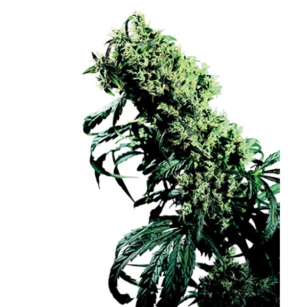Northern Lights 5 x Haze (Sensi Seeds) regulær