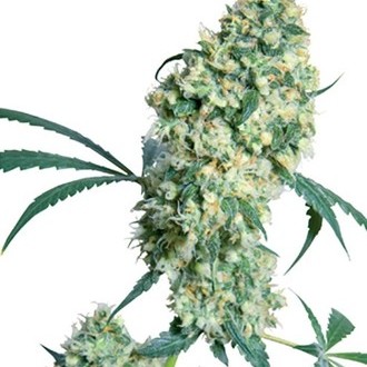 Ed Rosenthal Super Bud (Sensi Seeds) regul&aelig;r