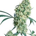 Ed Rosenthal Super Bud (Sensi Seeds) regulær