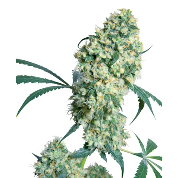 Ed Rosenthal Super Bud (Sensi Seeds) regulær