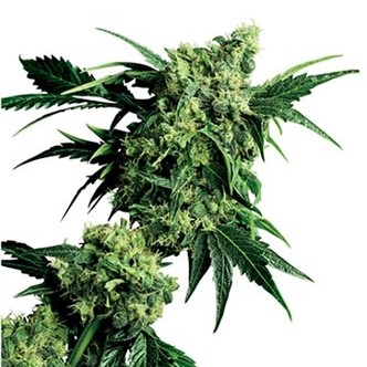 Mr. Nice G13 x Hash Plant (Sensi Seeds) regul&aelig;r