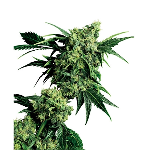 Mr. Nice G13 x Hash Plant (Sensi Seeds) regulær