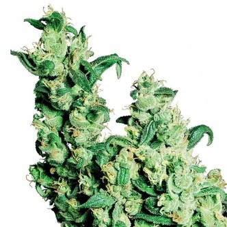 Jack Herer (Sensi Seeds) regul&aelig;r