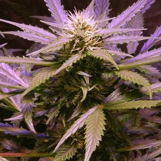 Lemon OG Haze (Nirvana) Feminiserede