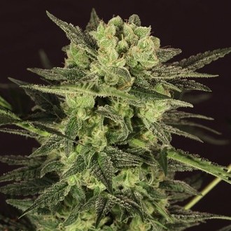AUTO MK-Ultra&reg; Kush (T.H.Seeds) Feminiserede