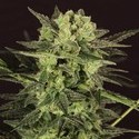 AUTO MK-Ultra® Kush (T.H.Seeds) Feminiserede