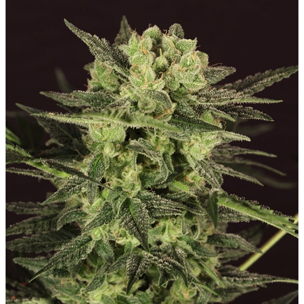 AUTO MK-Ultra® Kush (T.H.Seeds) Feminiserede