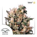 Euforia (Dutch Passion) Feminiserede