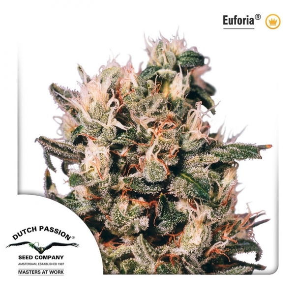 Euforia (Dutch Passion) Feminiserede