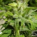 Euforia (Dutch Passion) Feminiserede