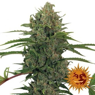 Critical Kush Auto (Barney's Farm) Feminiserede