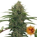 Critical Kush Auto (Barney's Farm) Feminiserede