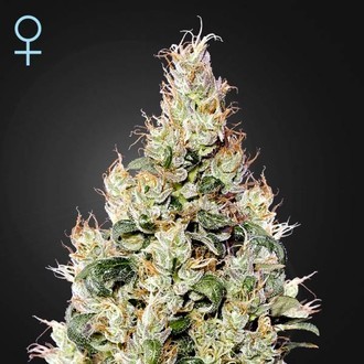 Exodus Cheese Auto CBD (Greenhouse Seeds) Feminiserede