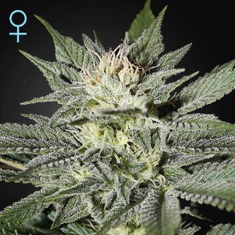 King's Kush CBD (Greenhouse Seeds) feminiserede cannabisfr&oslash;