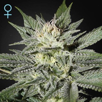 King's Kush CBD (Greenhouse Seeds) Feminiserede