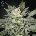 King's Kush CBD (Greenhouse Seeds) Feminiserede