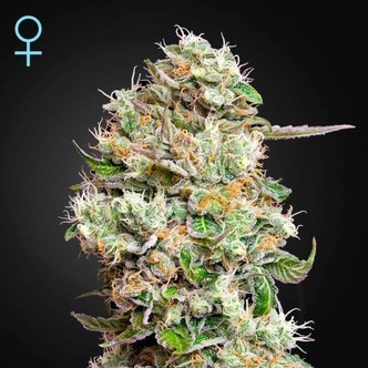 King's Kush Autoflowering CBD (Greenhouse Seeds) feminiserede cannabisfr&oslash;