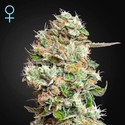King's Kush Autoflowering CBD (Greenhouse Seeds) Feminiserede