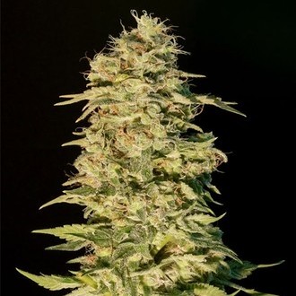 OG Lemon Bilbo (Genehtik Seeds) Feminiserede