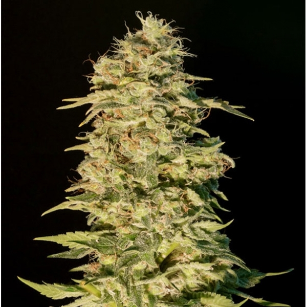 OG Lemon Bilbo (Genehtik Seeds) Feminiserede