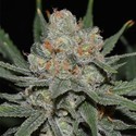 Nevil Bilbo Auto (Genehtik Seeds) Feminiserede