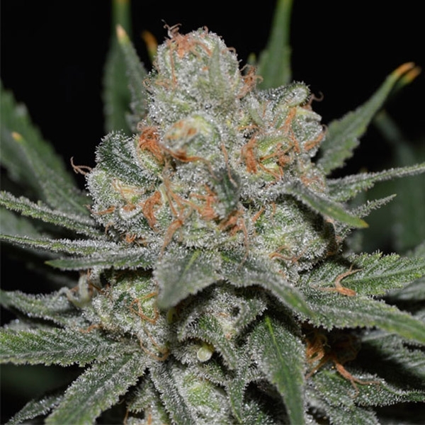 Nevil Bilbo Auto (Genehtik Seeds) Feminiserede
