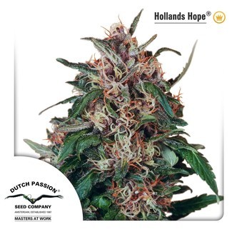 Hollands Hope (Dutch Passion) feminiserede cannabisfr&oslash;