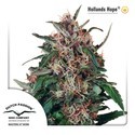 Hollands Hope (Dutch Passion) Feminiserede