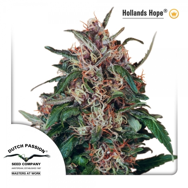 Hollands Hope (Dutch Passion) Feminiserede