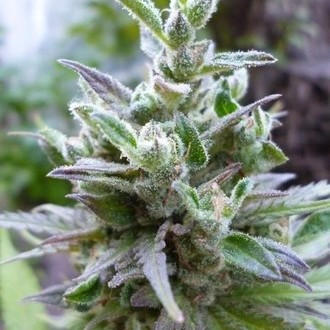 Hollands Hope (Dutch Passion) Feminiserede