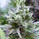 Hollands Hope (Dutch Passion) Feminiserede