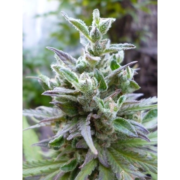 Hollands Hope (Dutch Passion) Feminiserede