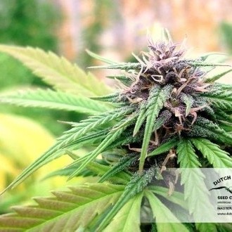 Hollands Hope (Dutch Passion) Feminiserede