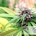 Hollands Hope (Dutch Passion) Feminiserede