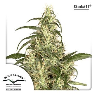 Skunk 11 (Dutch Passion) feminiserede cannabisfr&oslash;