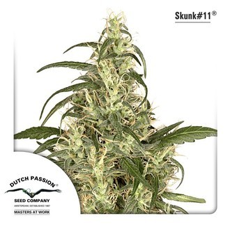 Skunk 11 (Dutch Passion) Feminiserede