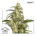 Skunk 11 (Dutch Passion) Feminiserede